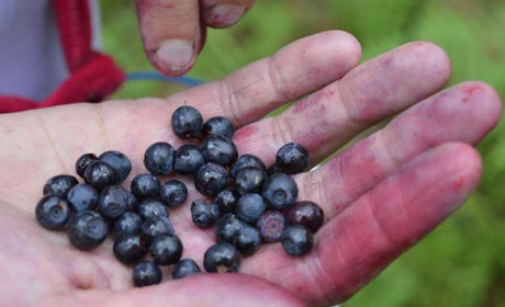 Корюківські поліцейські розшукали 73-річну жінку з Хотіївки, котра заблукала, збираючи чорниці