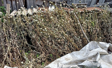 Поліцейські Ніжинського району знищили незаконний посів снотворного маку