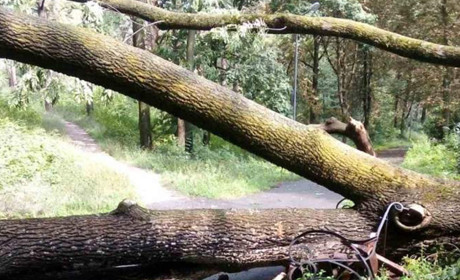 Злива на Кагарличчині: повалено дерева, пошкоджено три високовольтні лінії електропередач