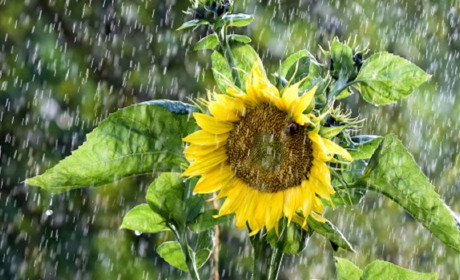 Погода в Кагарлику та Ржищеві на тиждень - з 15 по 21 серпня