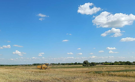 Жнива на Кагарличчині йдуть до завершення. Але є й такі господарства, де їх лише розпочали
