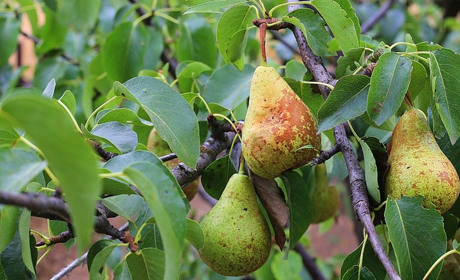 Погода на 15-21 серпня: тиждень буде вологим