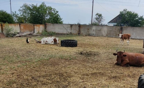 У селі Новопавлівка під ворожим вогнем опинилися корови, тварини загинули - поліція