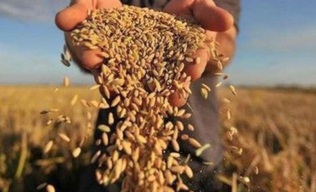 Аграрії Одещини підбили підсумки жнив цього року