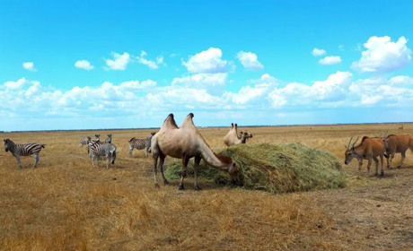 Заповідник “Асканія-Нова” потребує ветеринарних препаратів