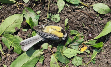 Чернігівщину обстріляли двічі: ворог застосував міномети та РСЗВ