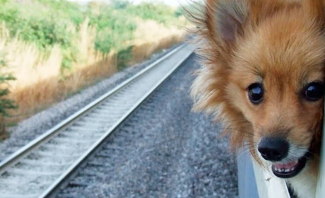 Кількість бланків для ветеринарних паспортів в Южному обмежена