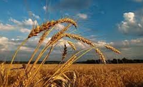 Погода на 22 - 28 серпня: буде сухо та спекотно. Яких градусів очікувати