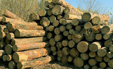Заготівля деревини "по-чорному"