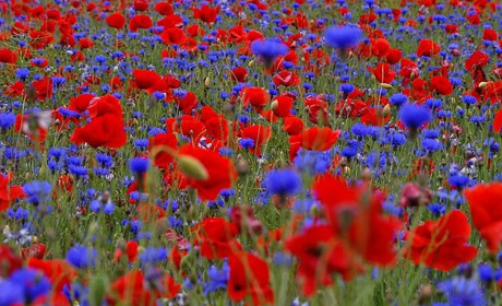 Щоденник війни. Тиждень двадцятий. Усяк, хто сюди прийшов з війною, має бути знищений
