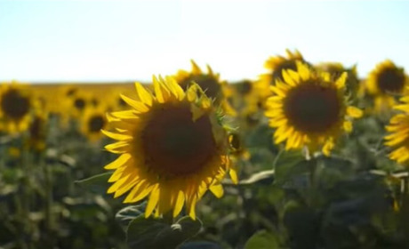 Погода в Кагарлику та Ржищеві на тиждень - з 29 серпня по 4 вересня