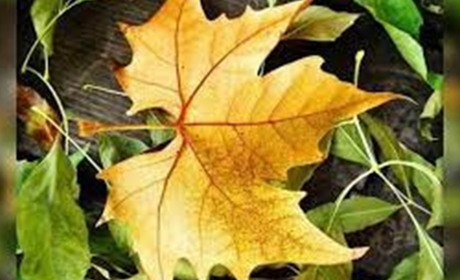 Народні прикмети на вересень