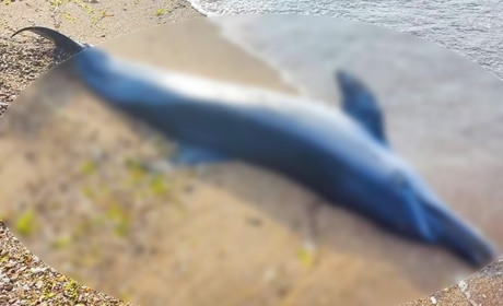 На Одещині знову знайшли трупи дельфінів