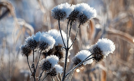 На Гадяччині прогнозують заморозки на поверхні ґрунту: коли очікувати