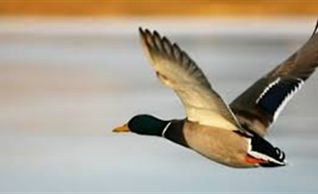 На Хмельниччині заборонили полювати на птицю