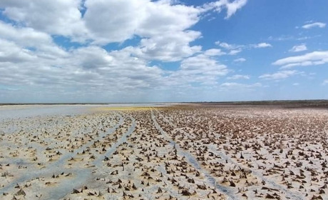 В Одеській області висохли озера, розташовані в заповіднику