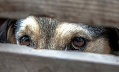 У Гадячі нелюд вбив собаку