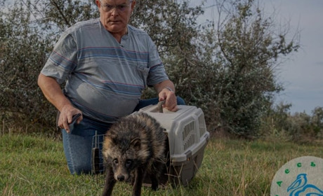 Випустили на волю: єнотоподібного собаку, якого знайшли у Біляївці, повернули в природу