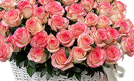 Цікаві факти про мімозу