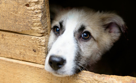 З початку року у Гадячі поліцейські зареєстрували чотири випадки жорстокого поводження із тваринами