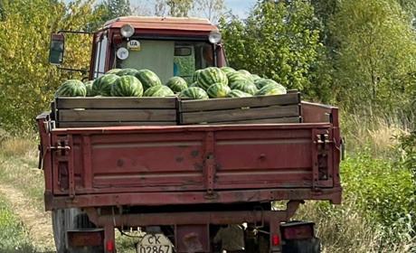 Херсонські кавуни вродили на Закарпатті: релокований з окупації бізнес збирає перший врожай