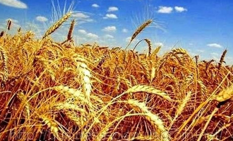 Нові реалії аграріїв: як проходять жнива у Новоград-Волинському районі