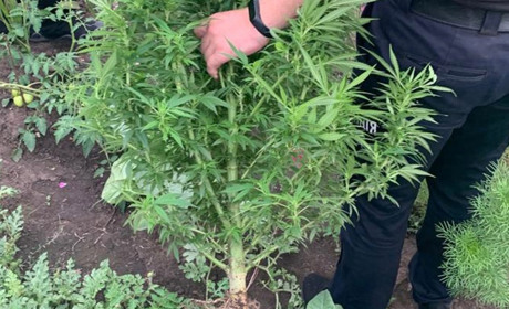 На Старокостянтинівщині наркоаграрію оголосили про підозру