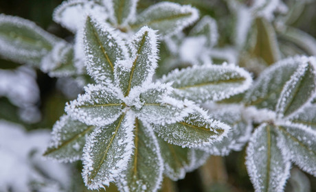 На Київщині цього тижня прогнозують заморозки