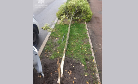 В Чернігові водійка, врізавшись в дерево, зламала його і втекла з місця ДТП: що їй загрожує
