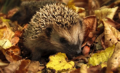 Погода на 26 вересня - 2 жовтня: чи буде ще тепло