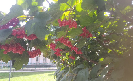 В Україну йде бабине літо