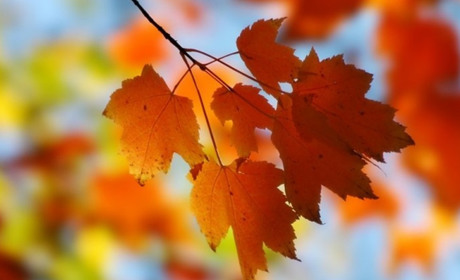 Державні та професійні свята у жовтні: що відзначатимемо