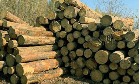 На Чернігівщині правоохоронці викрили діяльність організованої злочинної групи «лісорубів»