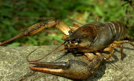 На Гадяччині дозволили ловити раків. Що потрібно знати