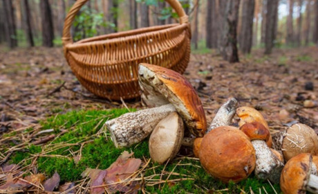 Після дощів в ліс ринулись грибники. Як не стати жертвою тихого полювання?