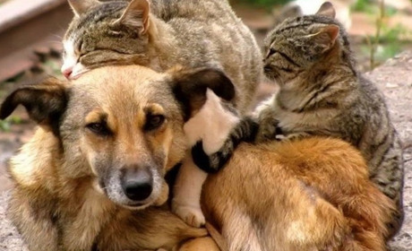 На Луганщині потребують допомоги кинути тварини. Волонтерка благає про підтримку