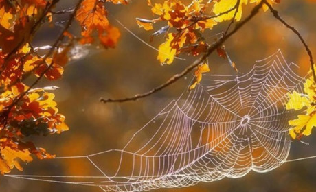 Погода в Кагарлику та Ржищеві на тиждень - з 10 по 16 жовтня