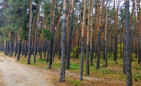 На Городнянщині від російських обстрілів загинув житель Мощенки