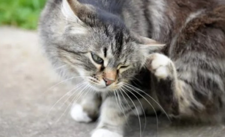 Як захистити кота від бліх?