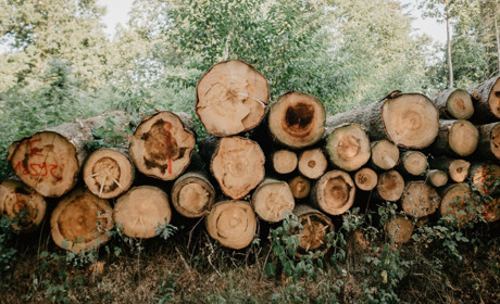 Де купити дрова та чи зможуть скористатися жовтоводці сервісом "ДроваЄ": переваги та недоліки