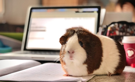 Дистанційне навчання продовжено до поліпшення ситуації