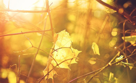 Погода в Кагарлику та Ржищеві на тиждень - з 24 по 30 жовтня