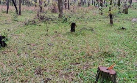 У Торецьку посилили контроль за самовільною вирубкою дерев: що чекає порушників