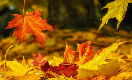 Зміни у листопаді: паспорти подорожчають, будівництво оподатковується, а "комуналка" не зросте