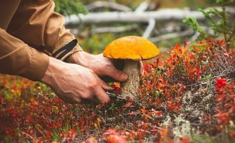 У жовтні шість мешканців області отруїлися грибами: які симптоми отруєння