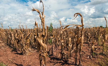 В Одеській області через посуху гине майбутній врожай