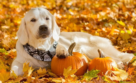 Листопадові пазли. Чудовий засіб заспокоїтися та відпочити