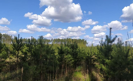 Що відбувається із Гадяцьким лісгоспом