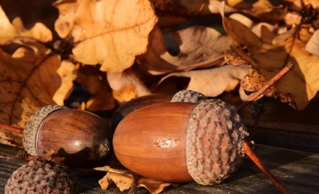 Погода 7-13 листопада: яким буде тиждень і коли чекати похолодання