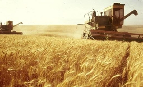Збір урожаю: аграрії Полтавщини намолотили понад 2 млн тонн зернових та зернобобових
